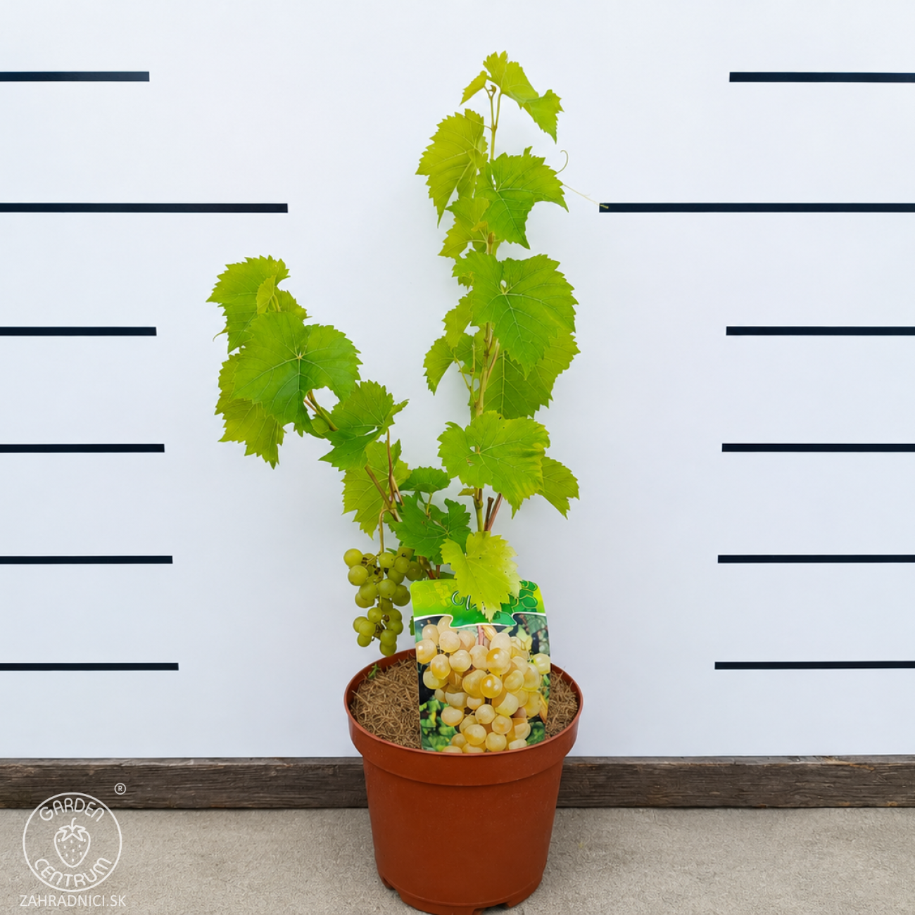 Obrázok Vinič (Vitis Vinifera) ‘SEYVAL BLANC’- výška 50-70 cm, kont. C3L